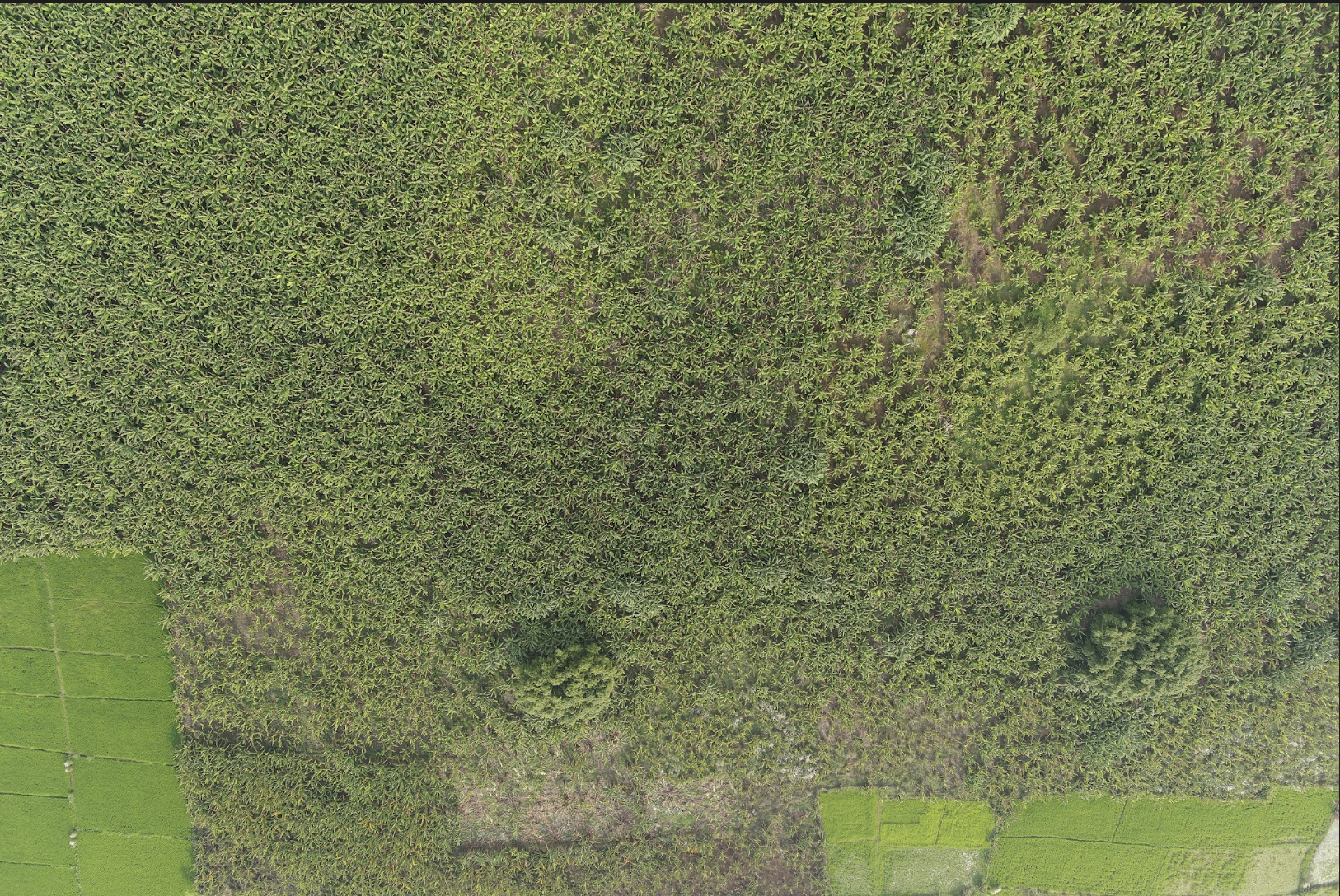 Orthophoto Image 3